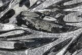 Polished Fossil Orthoceras (Cephalopod) Plate - Morocco #359662-1